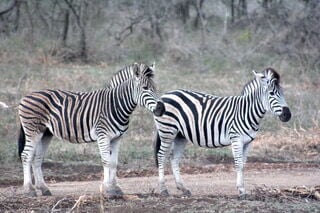Are zebras white with black stripes or black with white stripes