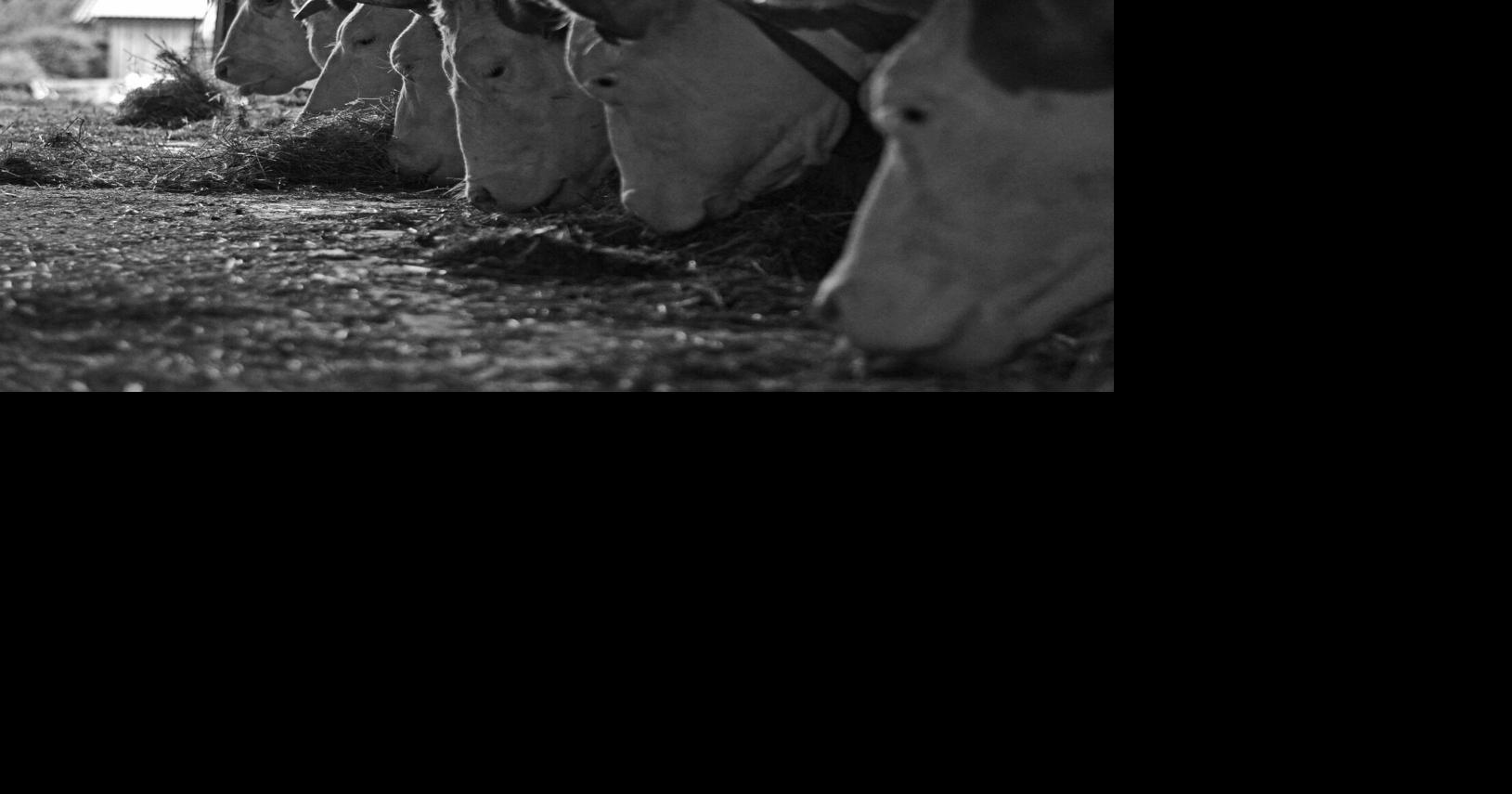 Laird Feed outlines three factors in mineral feed program News