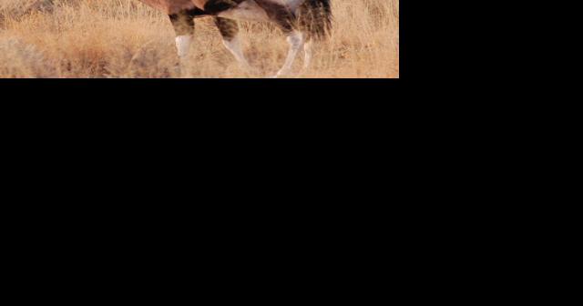 Special Oryx Hunts Available For Injured Service Members - Vimarsana News