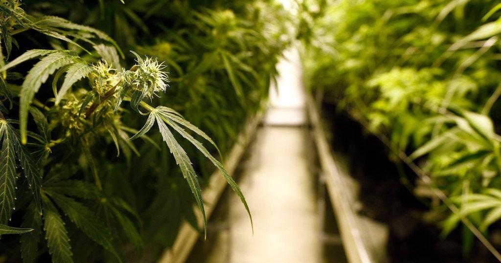 Pot Owner Downtown Business Owners Charged For Illegally Selling Pot | News ...