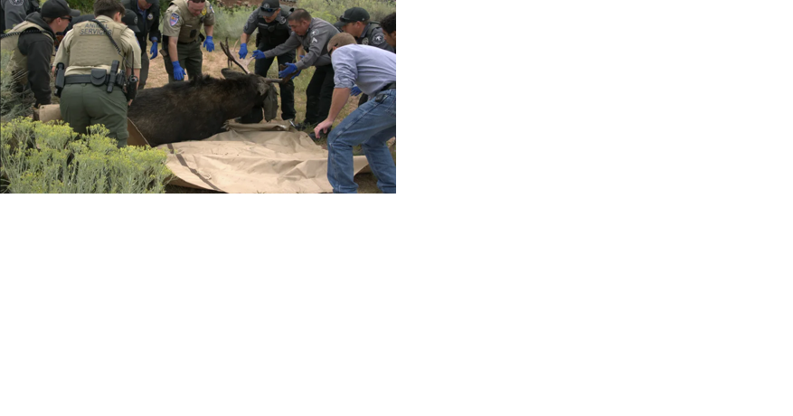 Moose Captured In Santa Fe - Vimarsana News