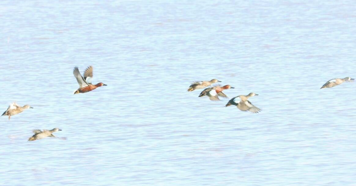 Second Annual Turtleback Christmas Bird Count