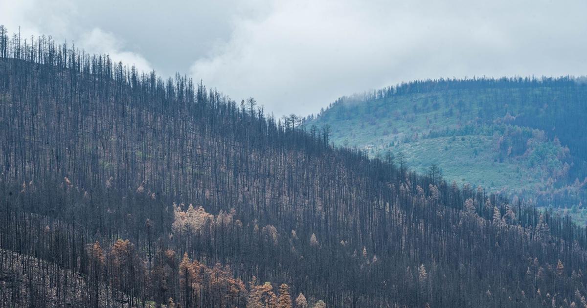 Reforestation Center Receives $8.5 Million In State Funding | News ...