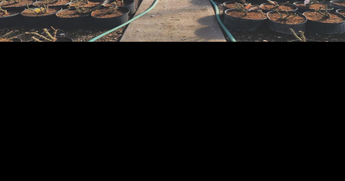 Lee Newman and Animas Creek Nursery News