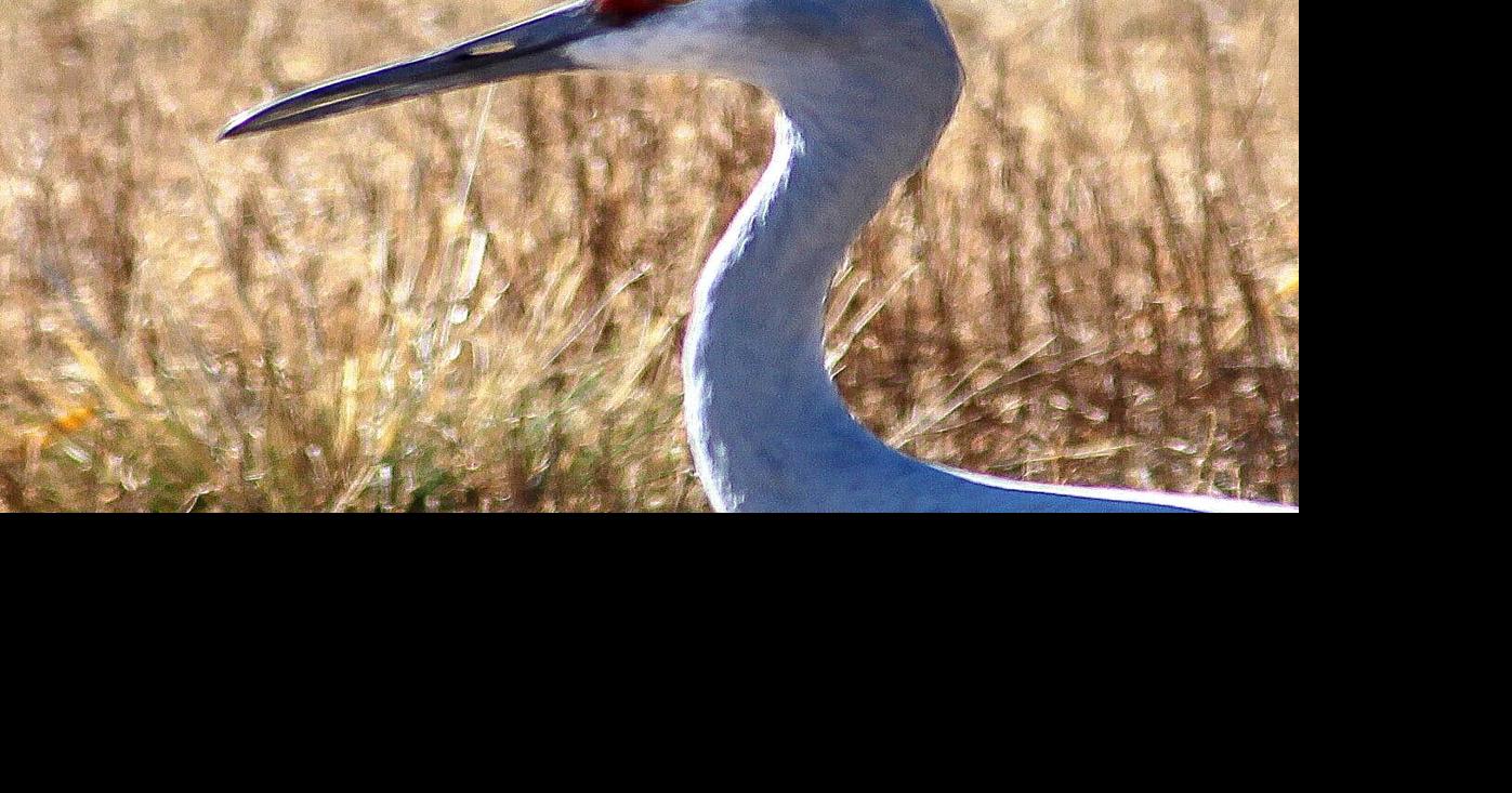 Festival Canceled Due To Government Shutdown