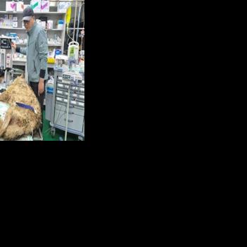 Escaped wolf in South Korea recaptured, returned to zoo