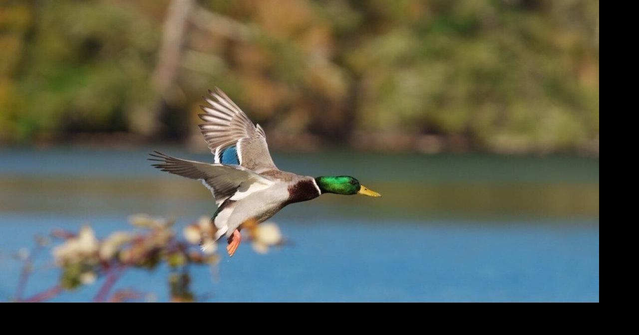 Most commonly hunted migratory birds in New Mexico