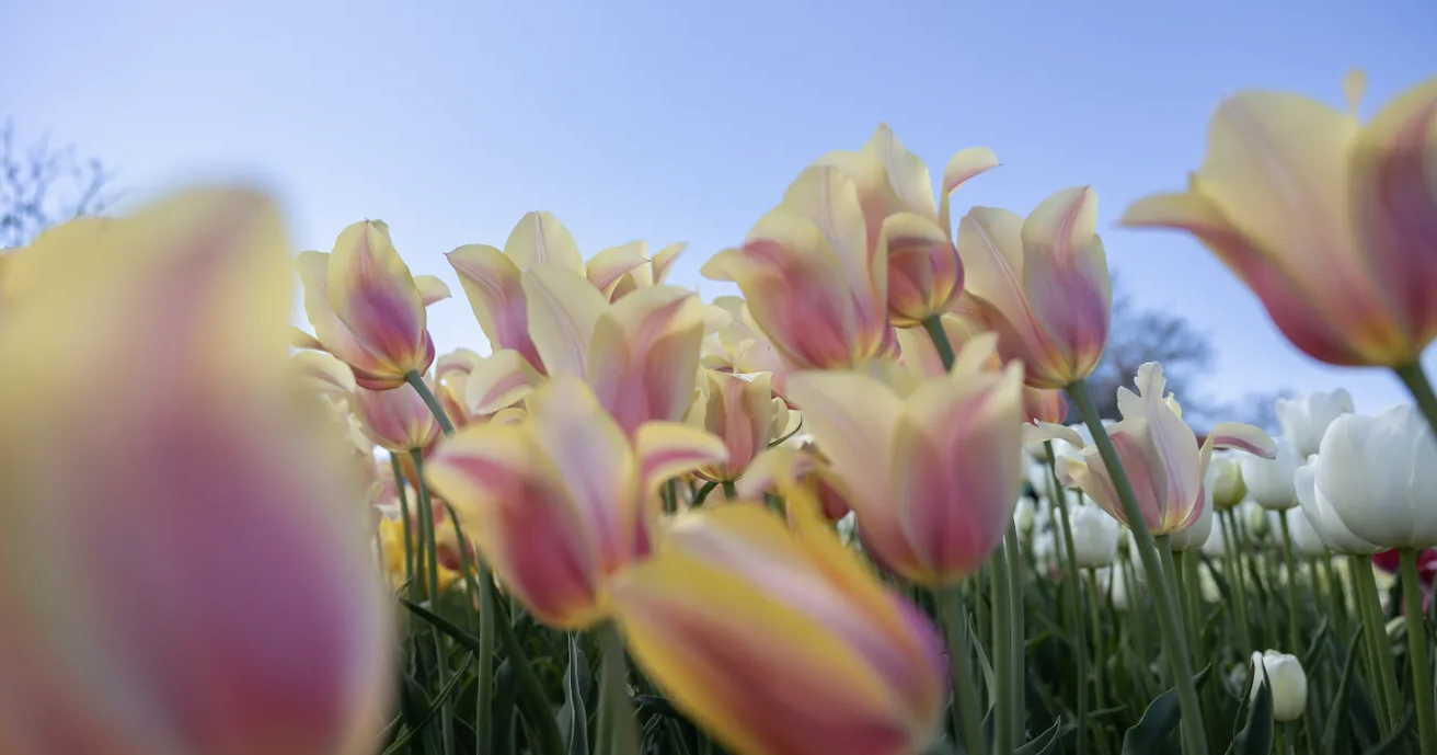 Tulip Time continues — but largely without tulips - Vimarsana News