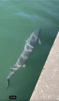 Rare sighting: GH woman captures video of sturgeon swimming near pier
