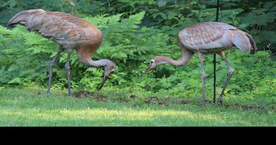 GHT man ticketed for shooting sandhill cranes Local News