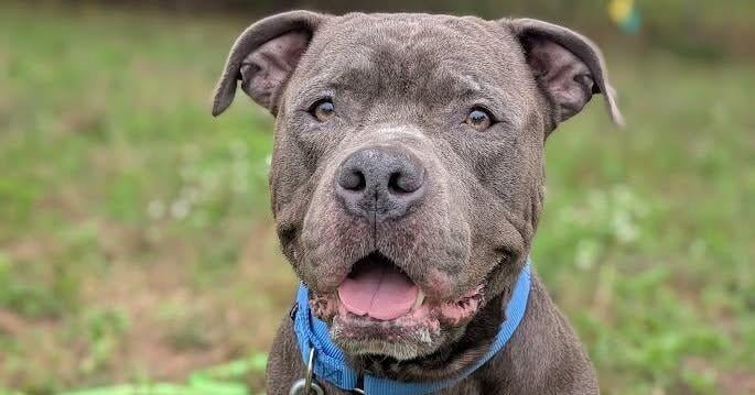 25 dogs, 1 cat rescued by Holland police