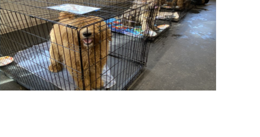 Harbor Humane holding emergency adoption event due to full capacity - Vimarsana News