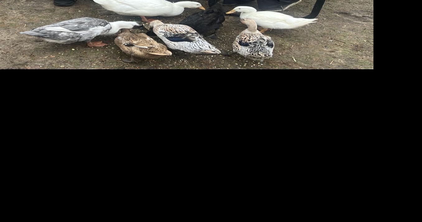 Updated ordinance clears path for SL family's ducks Local News