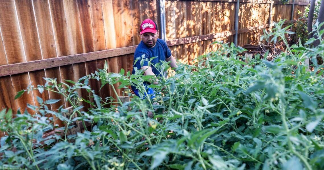 Beleaguered Michigan tomato farmers get tariff help. Mexico responds with a price hike