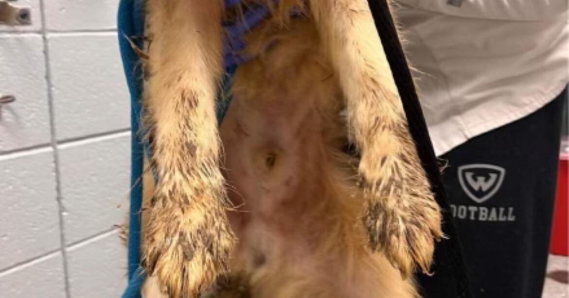 Woman jailed for breeding dogs in 'deplorable conditions' - Vimarsana News