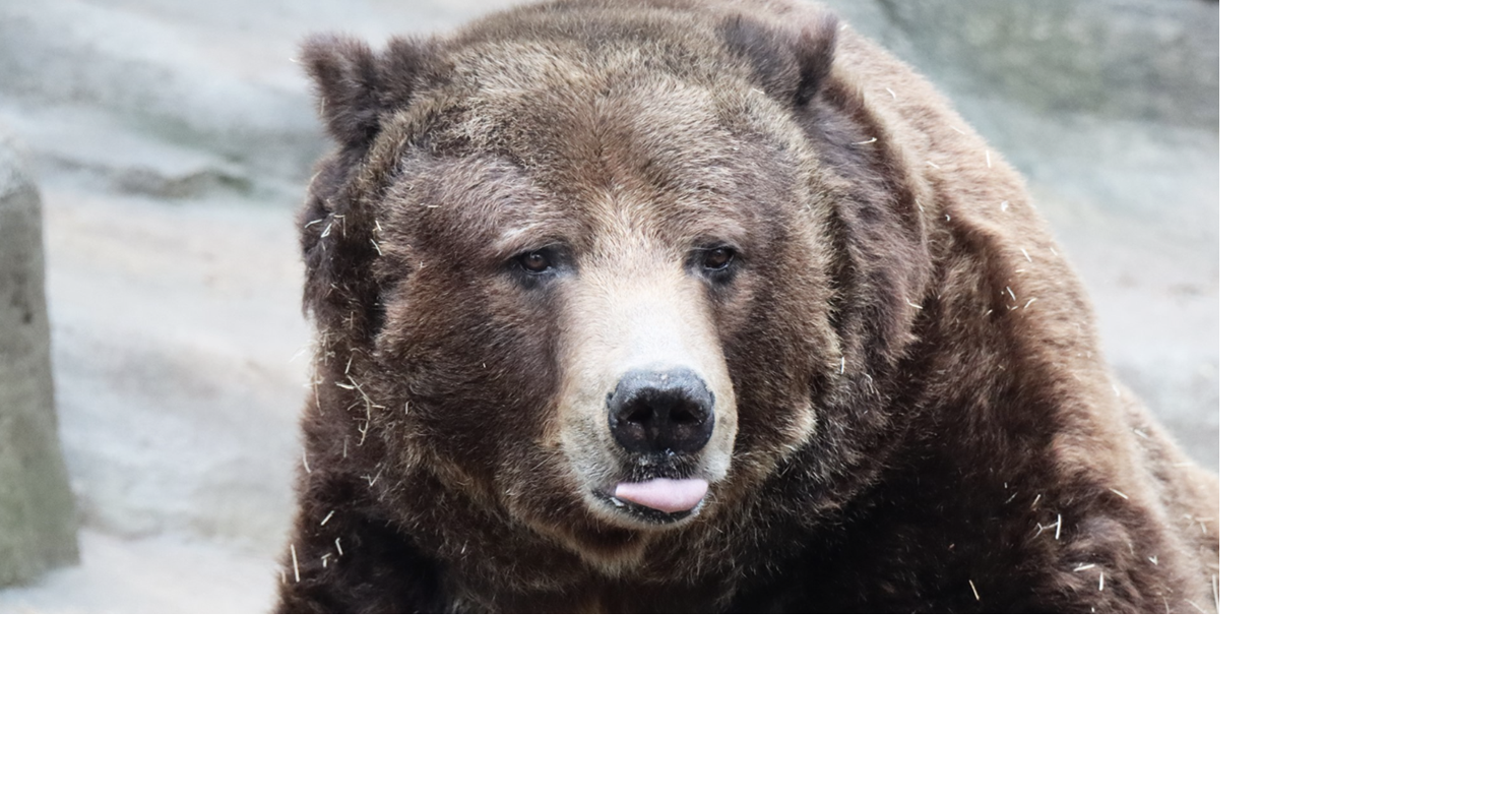 John Ball Zoo mourns death of Yogi the brown bear | Local News ...