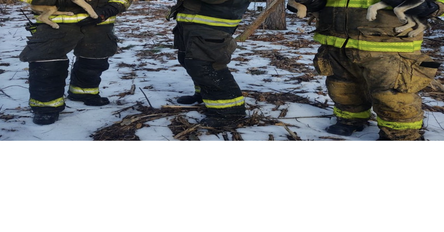 Firefighters save 5 puppies from burning home | Fire & EMS ...