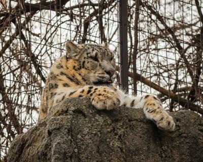 John Ball Zoo Opens
