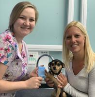Tips to keep pets comfortable during holiday weekend