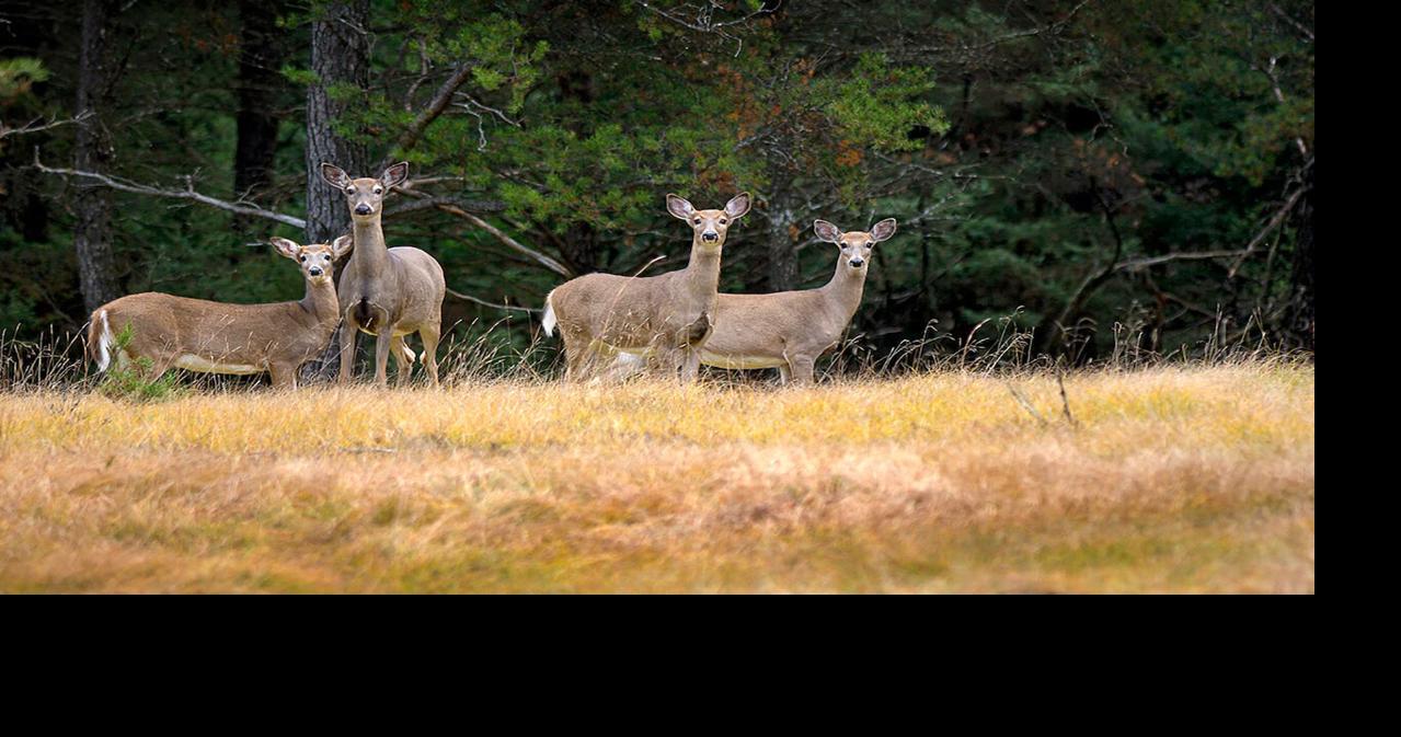 Deer hunting: What to expect this fall | Sports | grandhaventribune.com