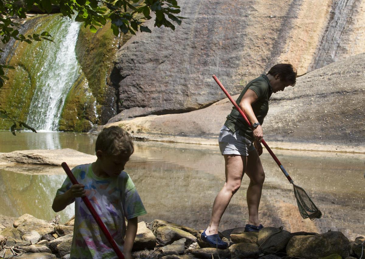 Creek Creep At Mayo River State Park | Gallery ...