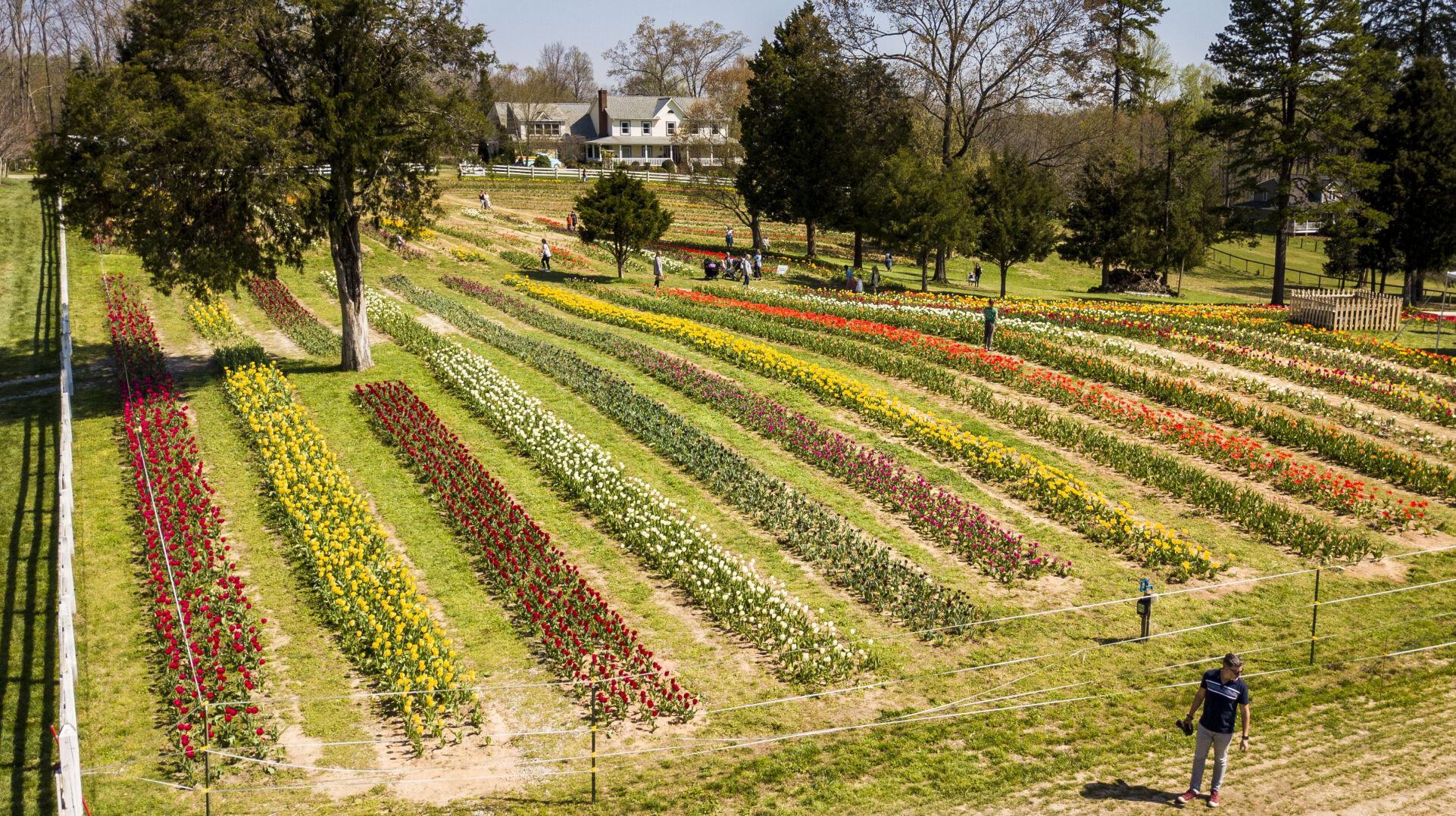 Photo Upick tulips at Dewberry Farm Gallery