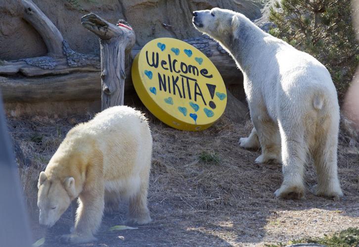N.C. Zoo Welcomes New Polar Bear