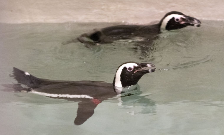 sciquarium 062313 10jr