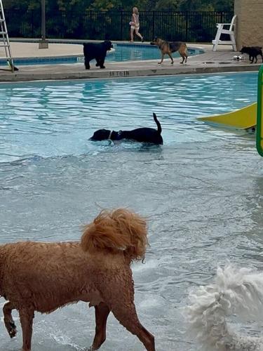 More Than 60 Dogs Make a Splash at the 2026 Dog Day at the Pool
