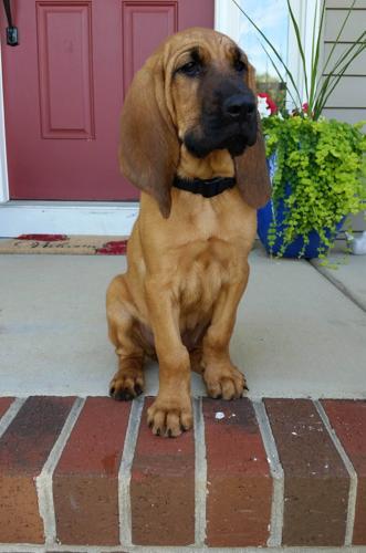 GPD new bloodhound
