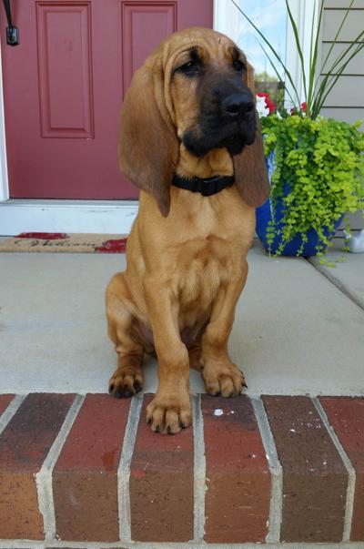 GPD new bloodhound