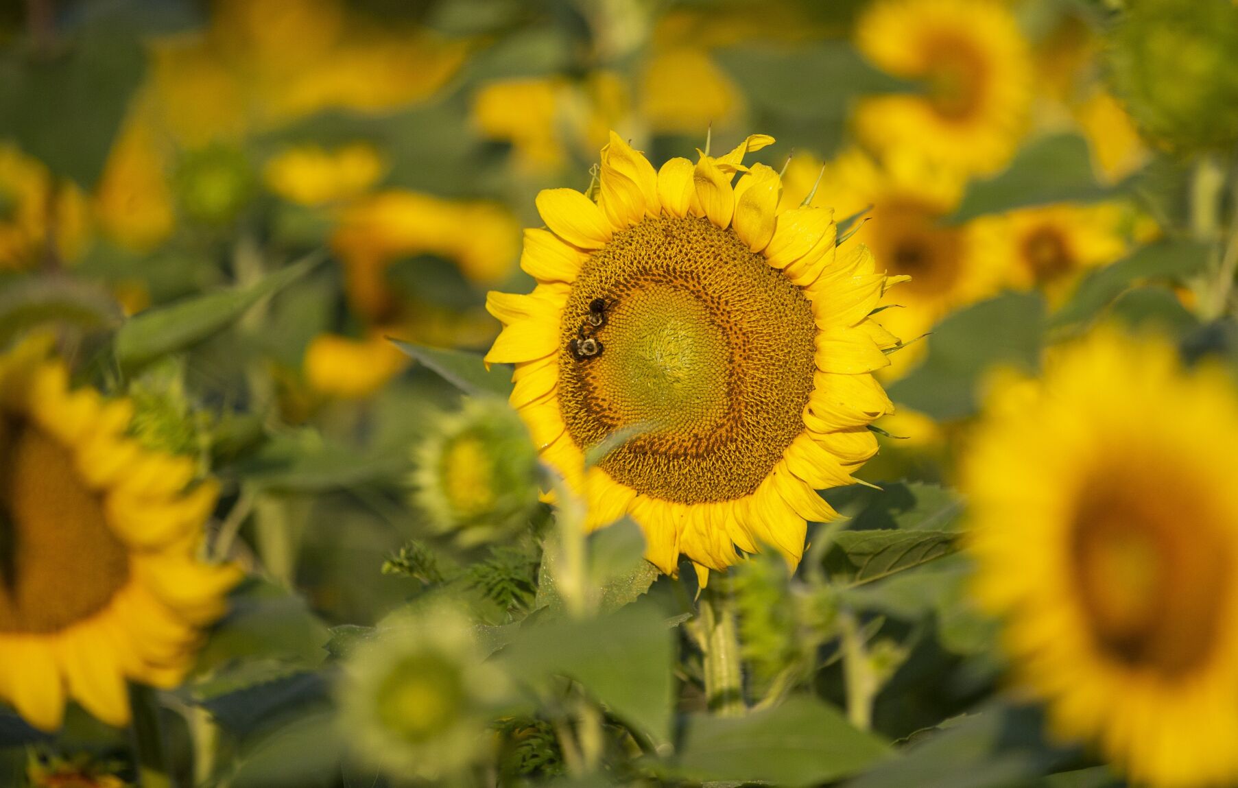 PHOTOS Acres of sunflowers shine bright