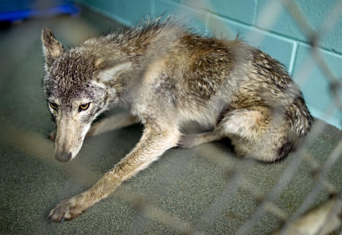 sick_coyote_12b