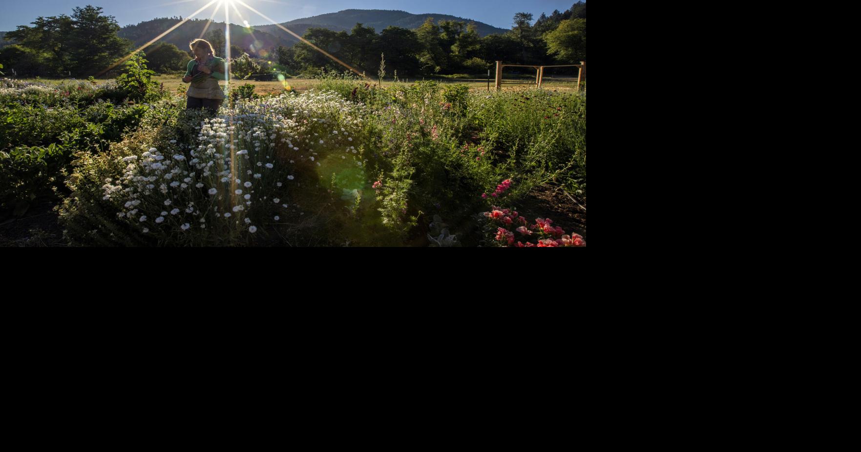 In the ashes of a devastating fire, a flower farm blooms