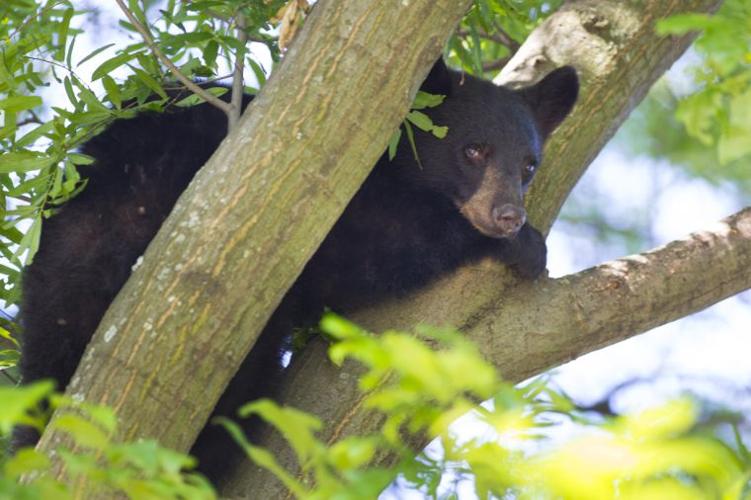 bear 053013 .3