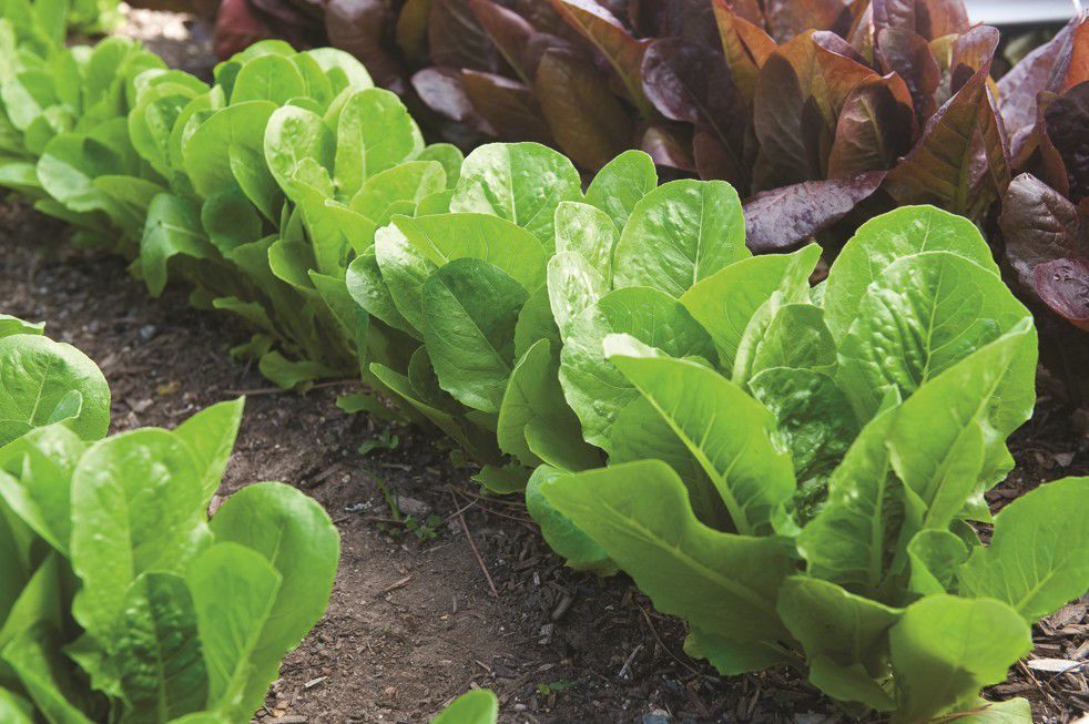 How To Grow Your Own Food In A Modern Day Victory Garden Lifestyles Greensboro Com - Triad Asian Vegetable Garden How To Grow Your Own Food In A Modern Day Victory Garden Lifestyles Greensboro Com - Triad Asian Vegetable Garden