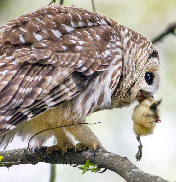 Owl Pair are a "Hoot" and "Anny" Gallery