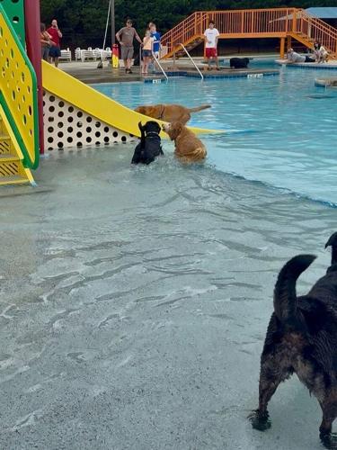 More Than 60 Dogs Make a Splash at the 2026 Dog Day at the Pool
