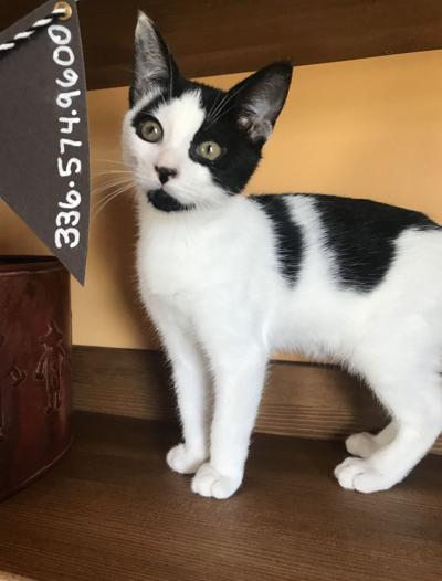 Pet of the Week: Colonel O’Neill