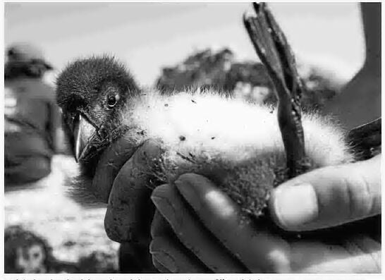 A Puffin Comeback, Science