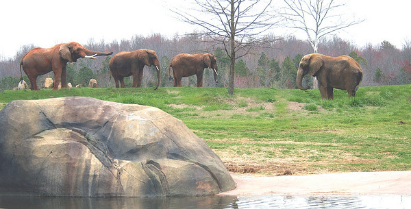 A Brief History of Elephant Collaring in Central and West Africa by the  North Carolina Zoo