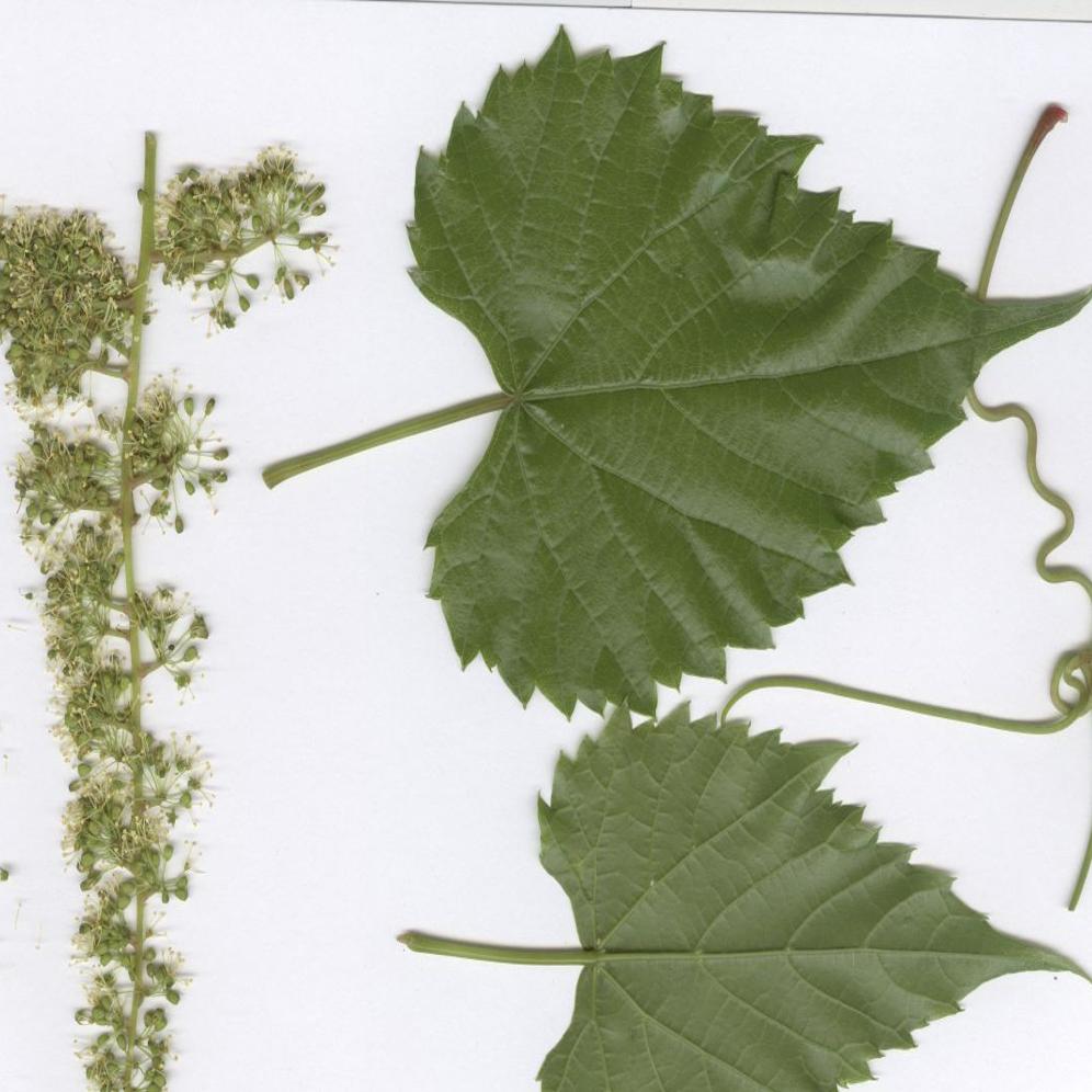 Grapes Of Wrath Grow In Backyard Latest News Greensboro Com