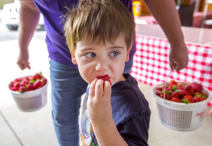 Shoppers flock for pre-picked farm strawberries