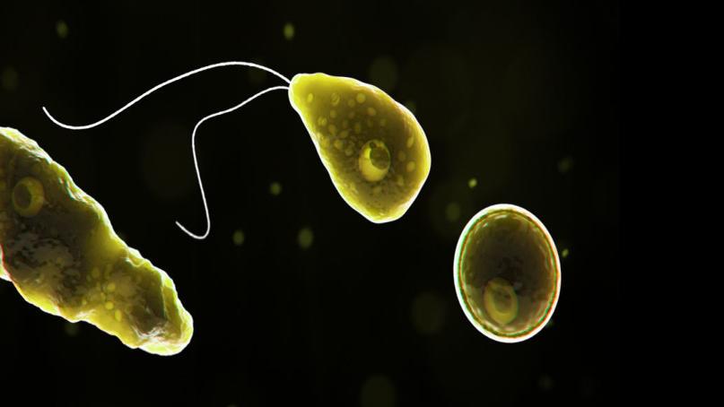 'Brain-eating' amoeba kills man who swam in water park - Greensboro News & Record thumbnail