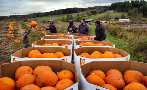 Farmworkers pumpkins