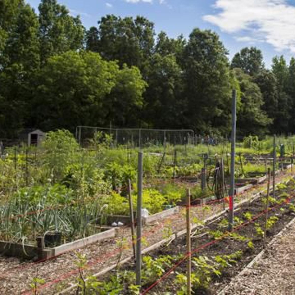 Grants Available For Guilford County Community Gardens Community