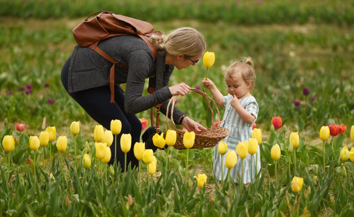 Photos Pickyourown tulips at Dewberry Farm