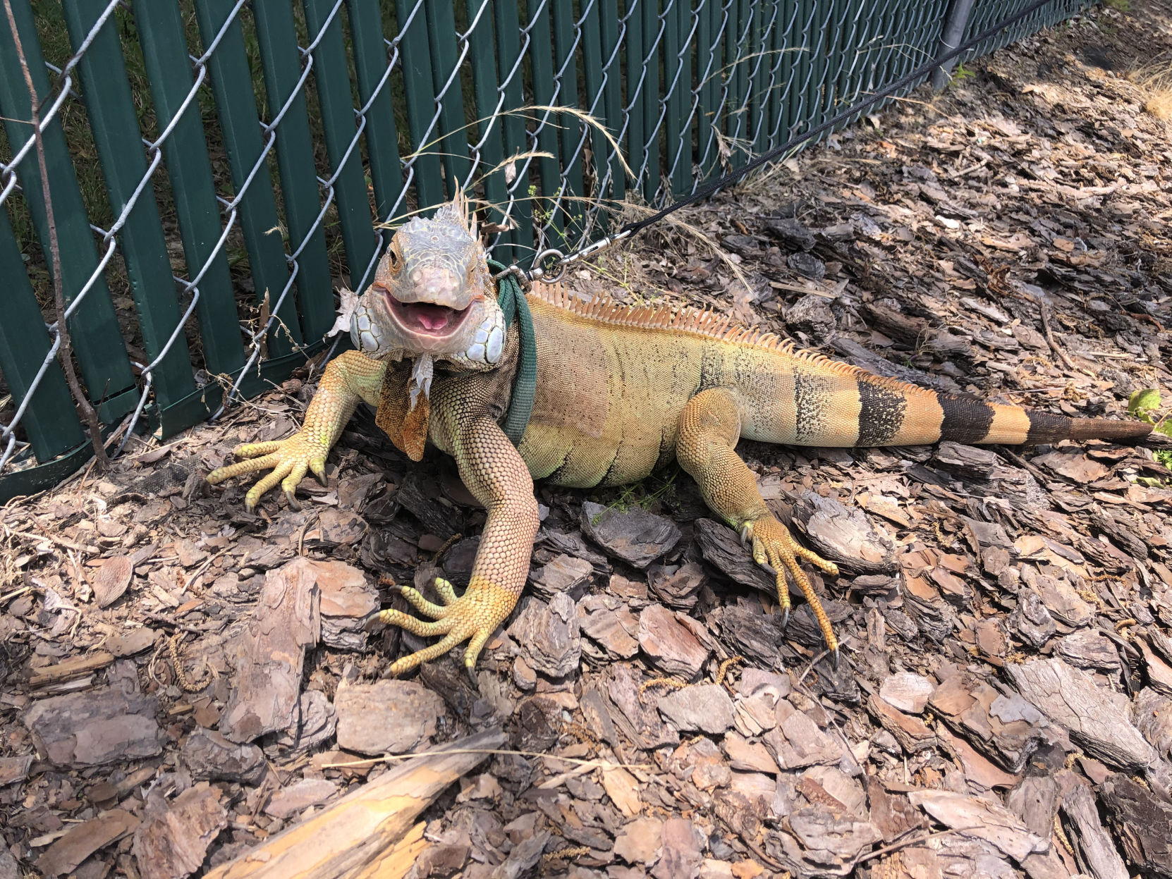 iguana pet shop near me
