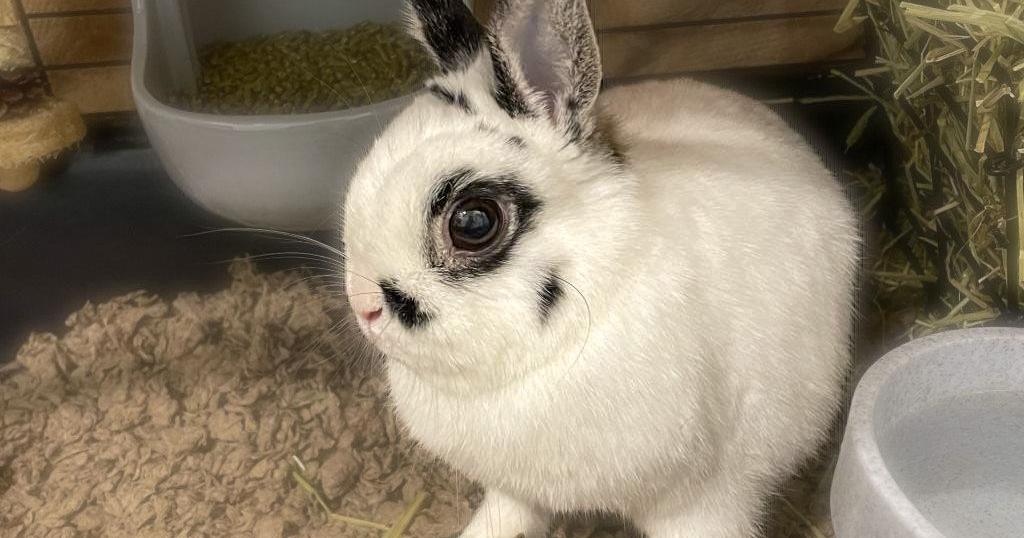 Pet of the Week: Bun Bun