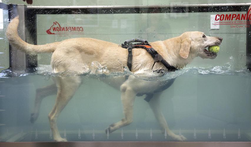 Pet Therapy
